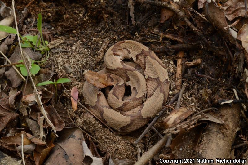 Southern Copperhead (Agkistrodon contortrix contortrix)