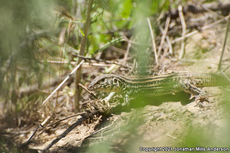 Coastal Whiptail (Aspidoscelis tigris stejnegeri)