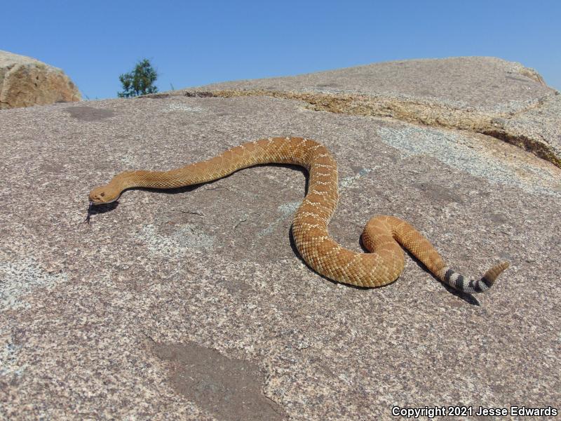 Red Diamond Rattlesnake (Crotalus ruber)