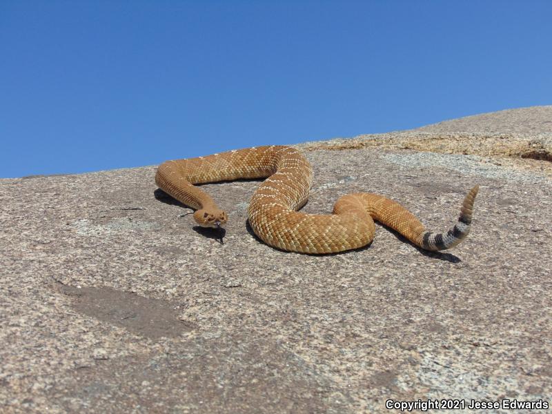 Red Diamond Rattlesnake (Crotalus ruber)