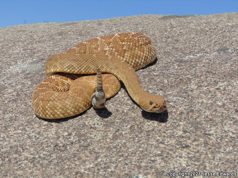 Red Diamond Rattlesnake (Crotalus ruber)