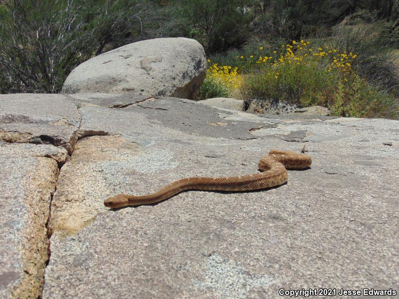 Red Diamond Rattlesnake (Crotalus ruber)