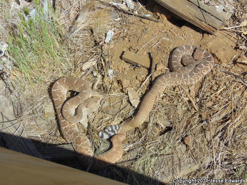 Red Diamond Rattlesnake (Crotalus ruber)