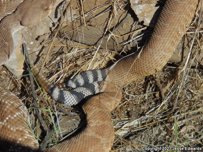 Red Diamond Rattlesnake (Crotalus ruber)