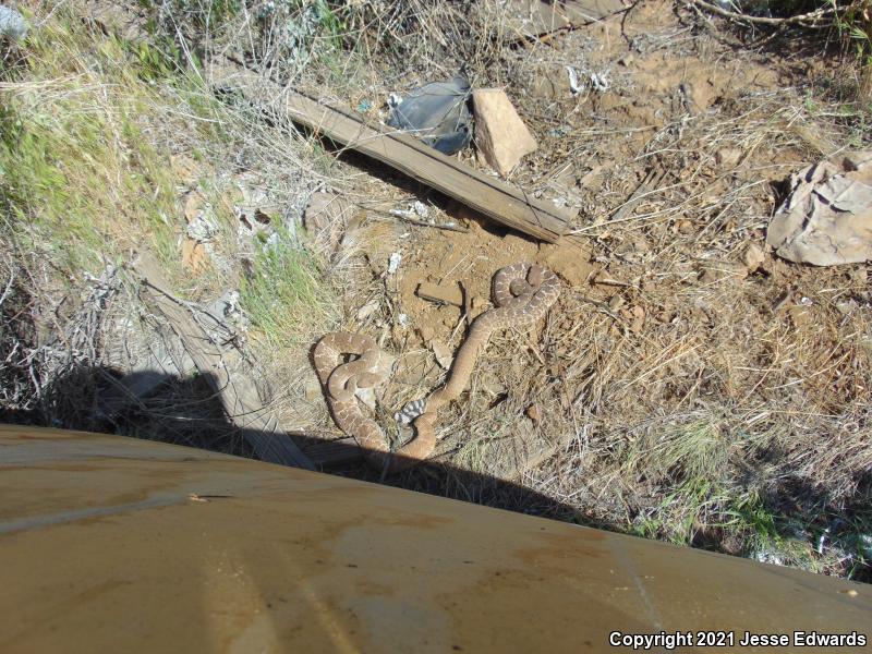 Red Diamond Rattlesnake (Crotalus ruber)