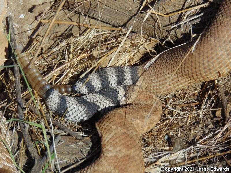 Red Diamond Rattlesnake (Crotalus ruber)