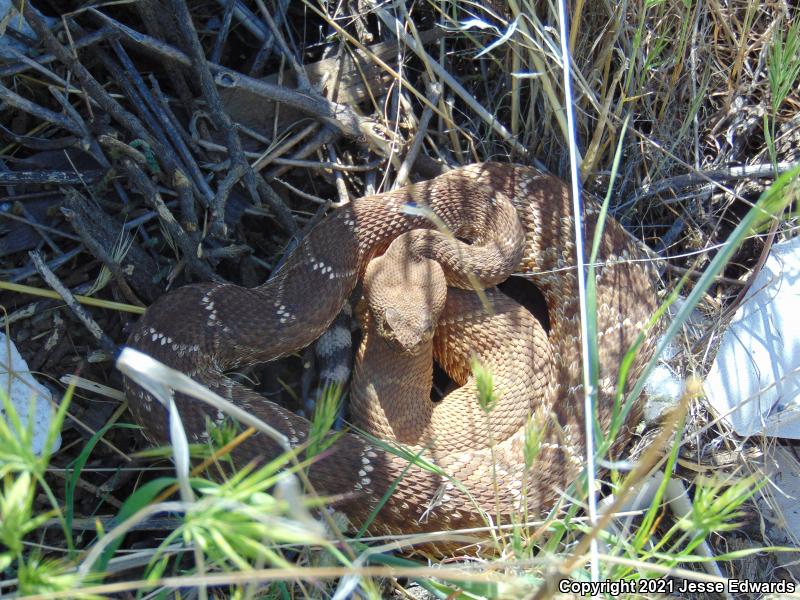 Red Diamond Rattlesnake (Crotalus ruber)