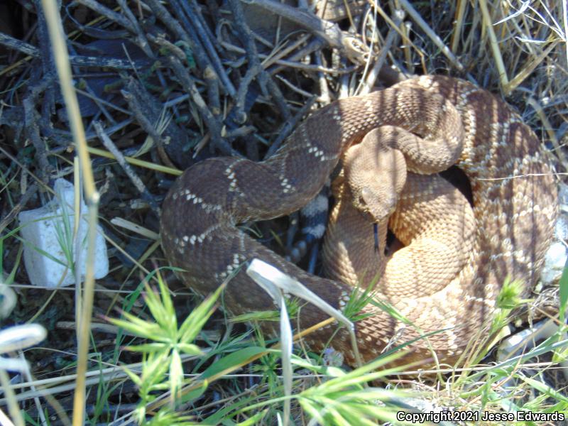 Red Diamond Rattlesnake (Crotalus ruber)