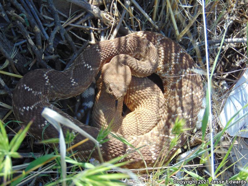 Red Diamond Rattlesnake (Crotalus ruber)