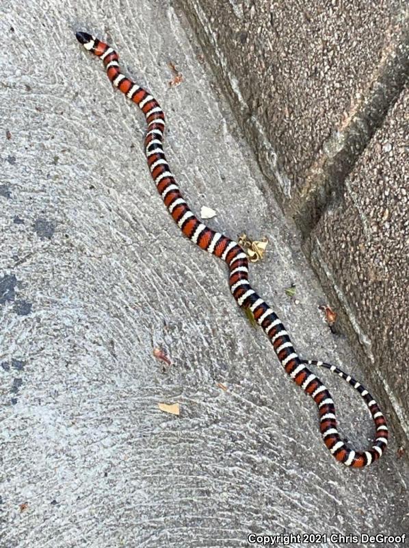 San Bernardino Mountain Kingsnake (Lampropeltis zonata parvirubra)