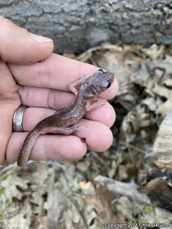 Monterey Ensatina (Ensatina eschscholtzii eschscholtzii)