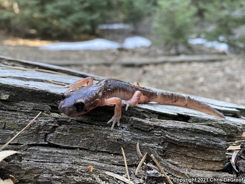 Monterey Ensatina (Ensatina eschscholtzii eschscholtzii)