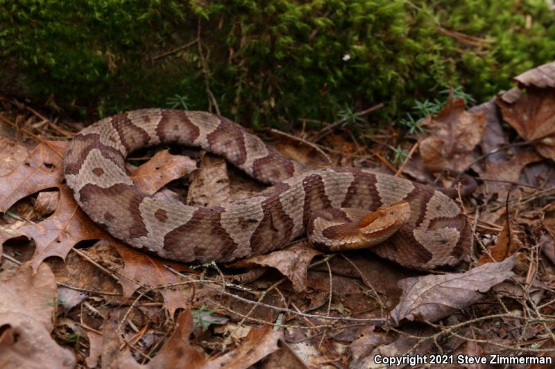 Northern  Copperhead (Agkistrodon contortrix mokasen)