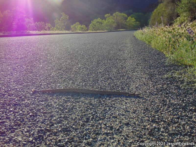 Red Diamond Rattlesnake (Crotalus ruber)