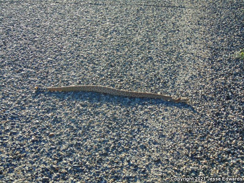 Red Diamond Rattlesnake (Crotalus ruber)