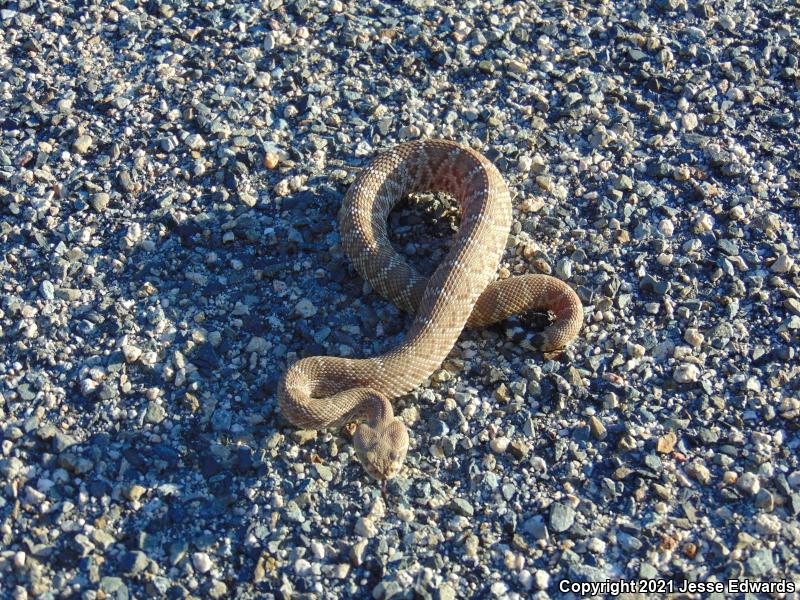 Red Diamond Rattlesnake (Crotalus ruber)