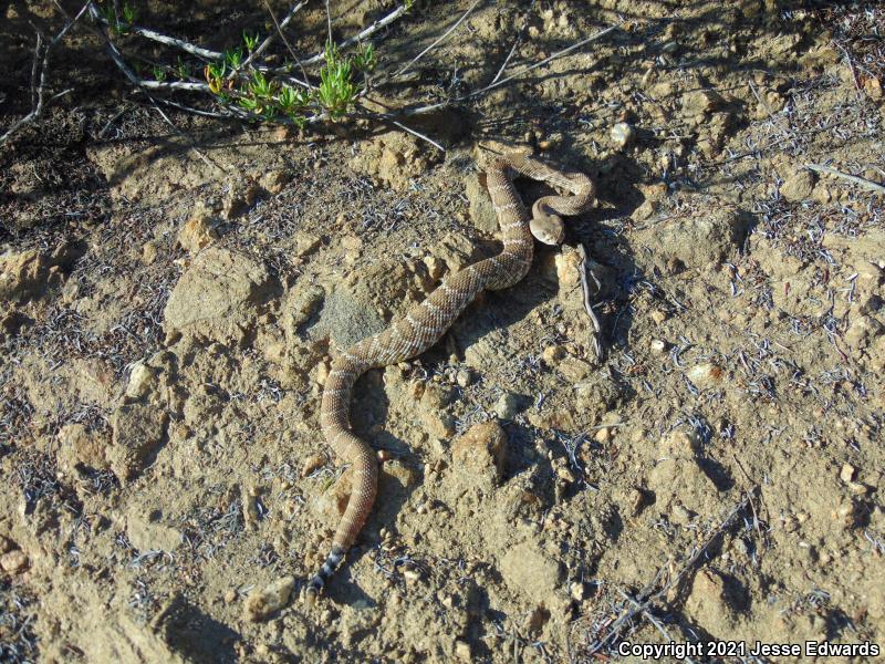 Red Diamond Rattlesnake (Crotalus ruber)