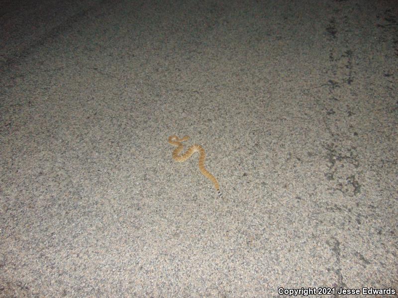 Red Diamond Rattlesnake (Crotalus ruber)