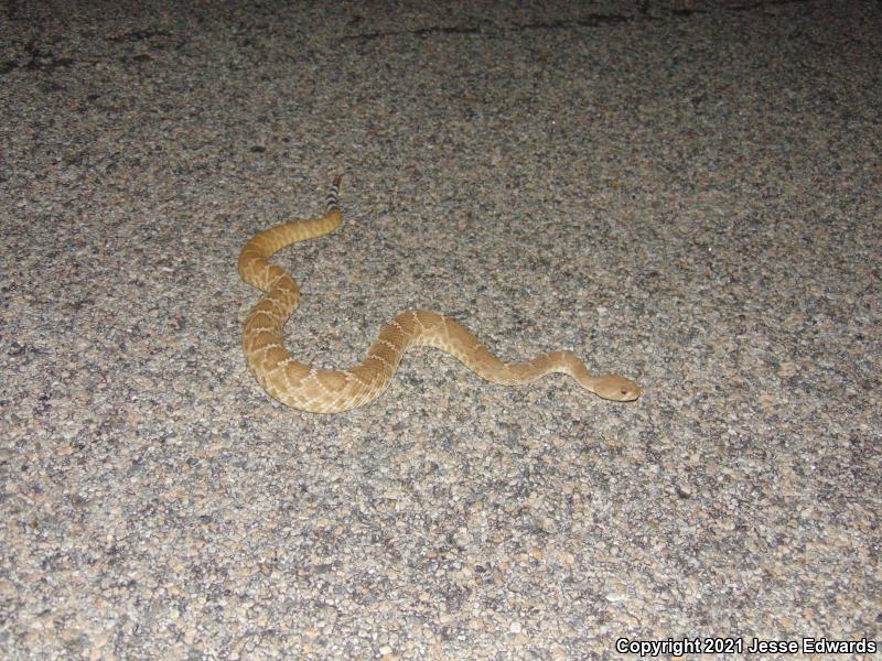 Red Diamond Rattlesnake (Crotalus ruber)