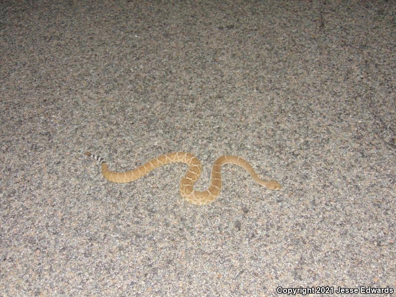 Red Diamond Rattlesnake (Crotalus ruber)