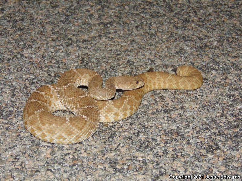 Red Diamond Rattlesnake (Crotalus ruber)