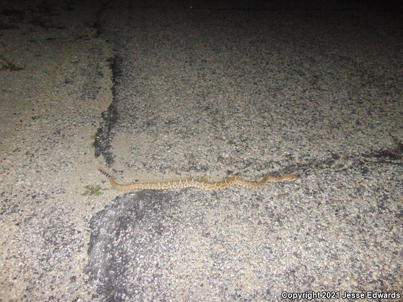 Red Diamond Rattlesnake (Crotalus ruber)