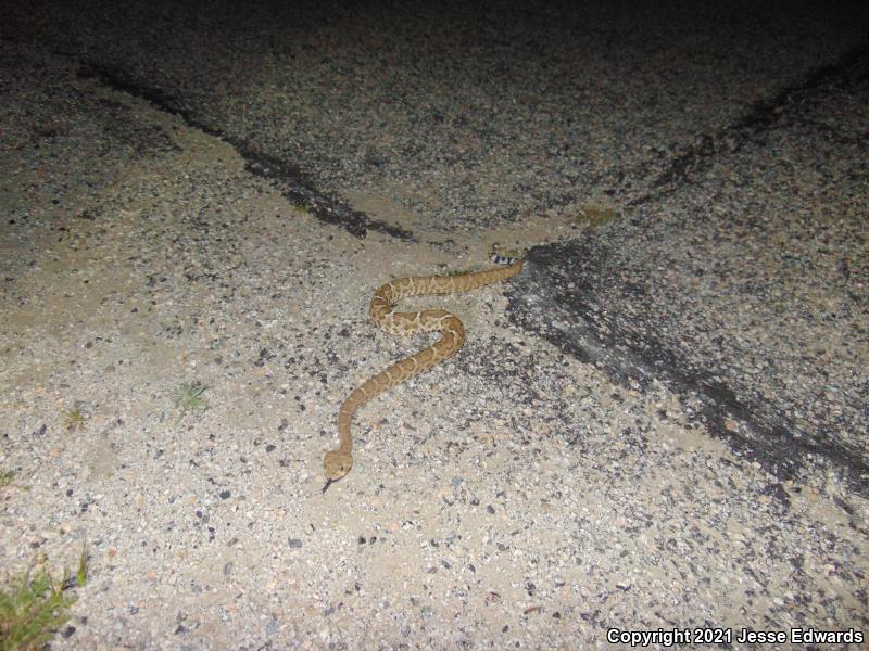 Red Diamond Rattlesnake (Crotalus ruber)