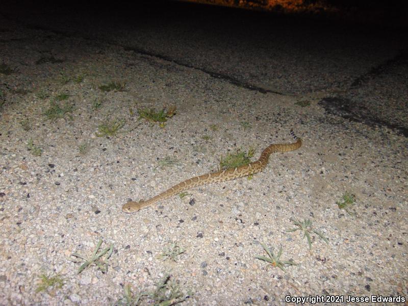 Red Diamond Rattlesnake (Crotalus ruber)