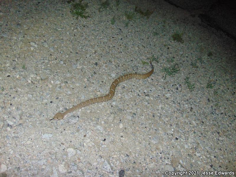 Red Diamond Rattlesnake (Crotalus ruber)