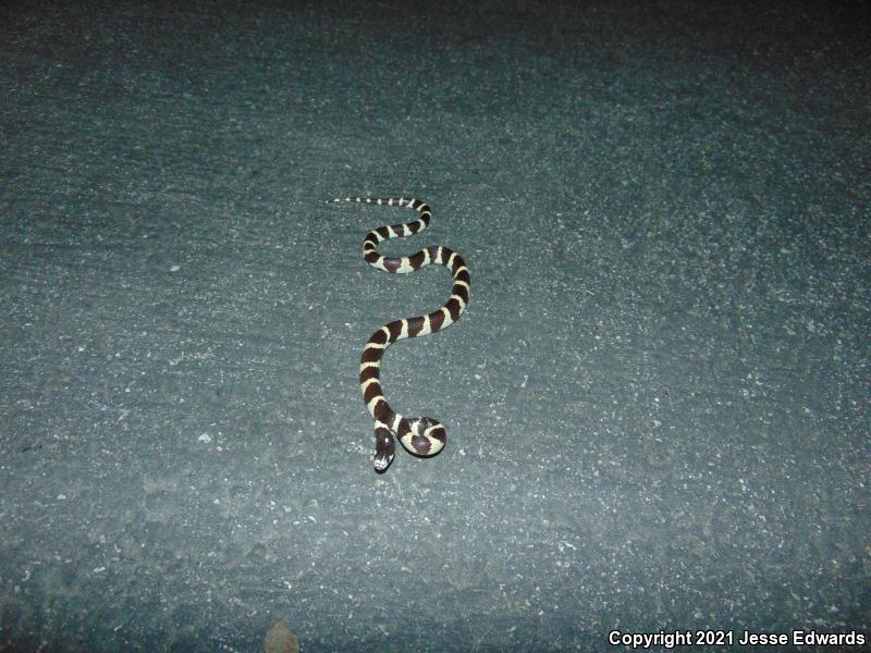 California Kingsnake (Lampropeltis getula californiae)