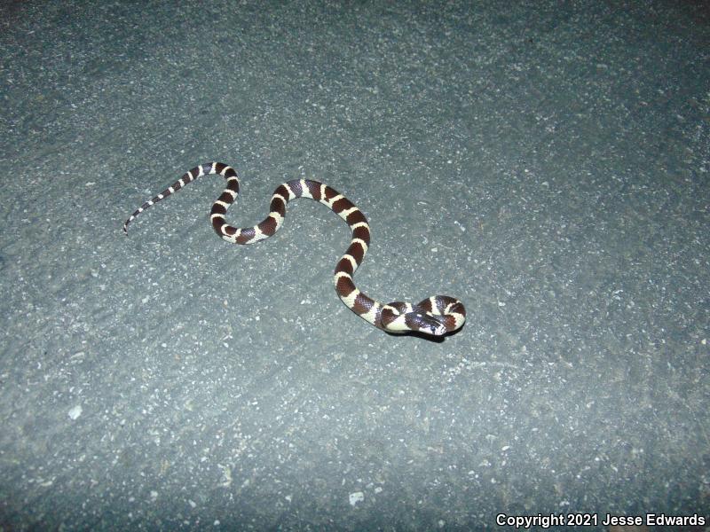 California Kingsnake (Lampropeltis getula californiae)