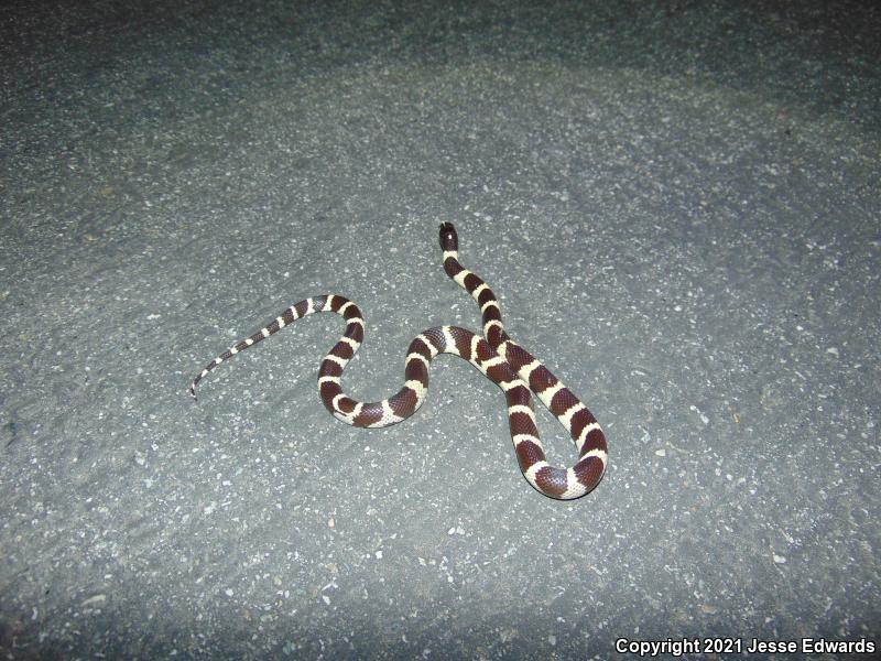 California Kingsnake (Lampropeltis getula californiae)