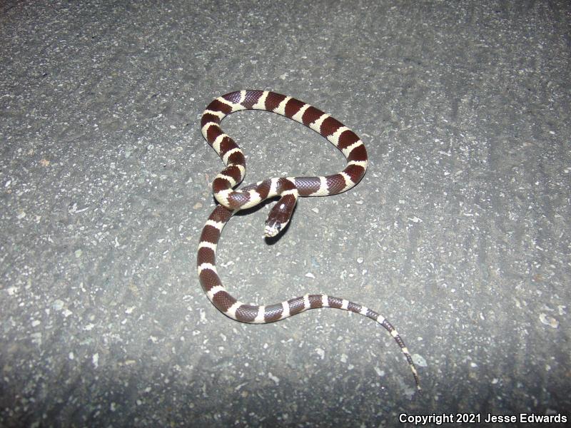 California Kingsnake (Lampropeltis getula californiae)