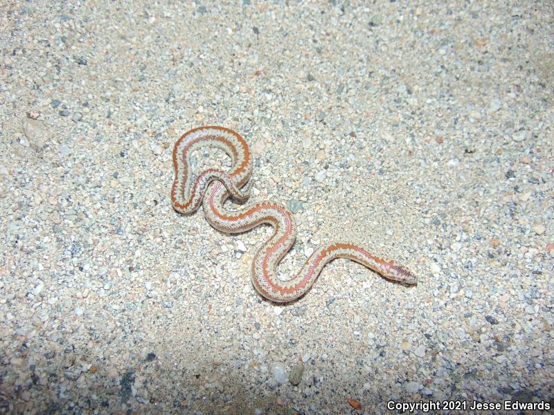 Desert Rosy Boa (Lichanura trivirgata gracia)