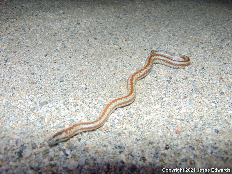 Desert Rosy Boa (Lichanura trivirgata gracia)