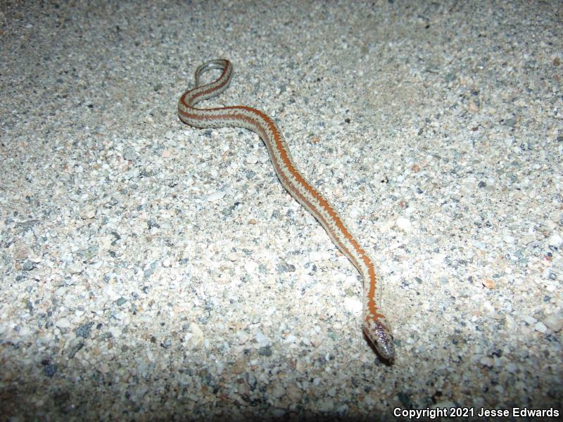 Desert Rosy Boa (Lichanura trivirgata gracia)