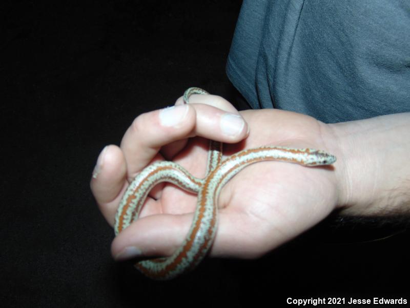 Desert Rosy Boa (Lichanura trivirgata gracia)