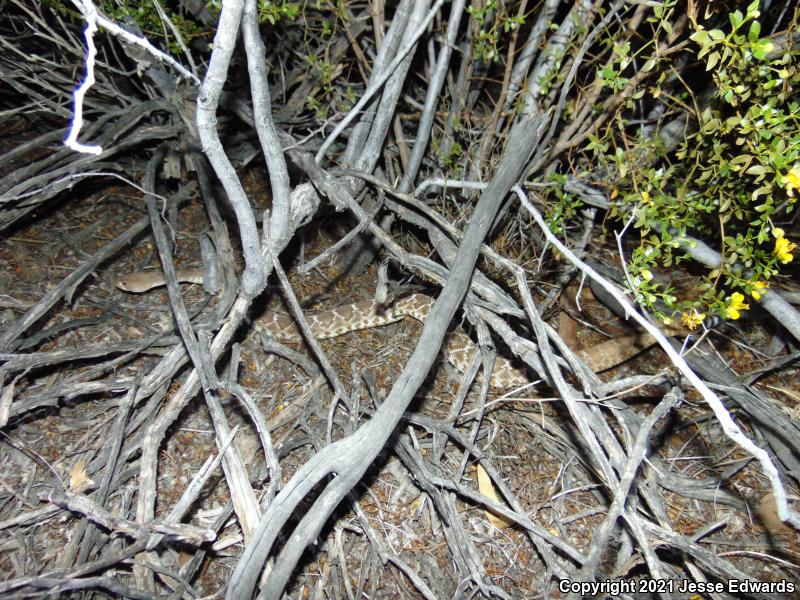 Red Diamond Rattlesnake (Crotalus ruber)