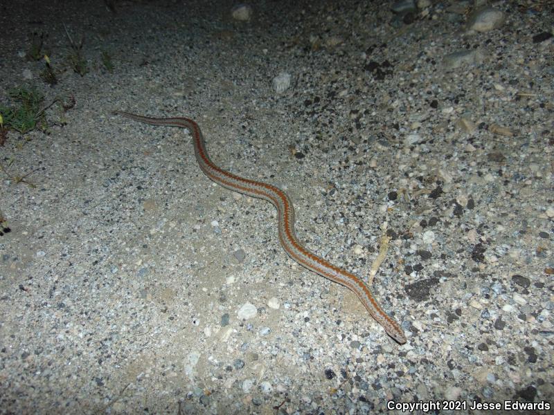 Desert Rosy Boa (Lichanura trivirgata gracia)