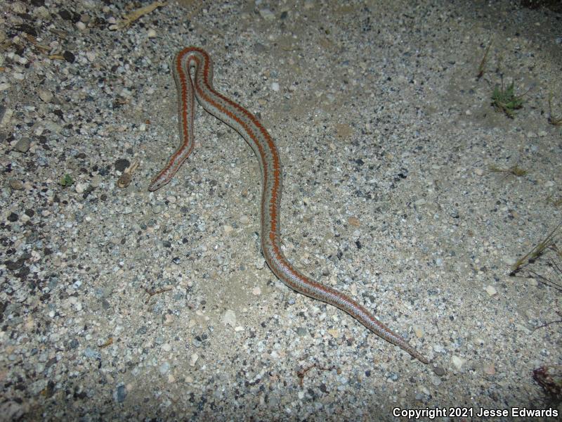 Desert Rosy Boa (Lichanura trivirgata gracia)