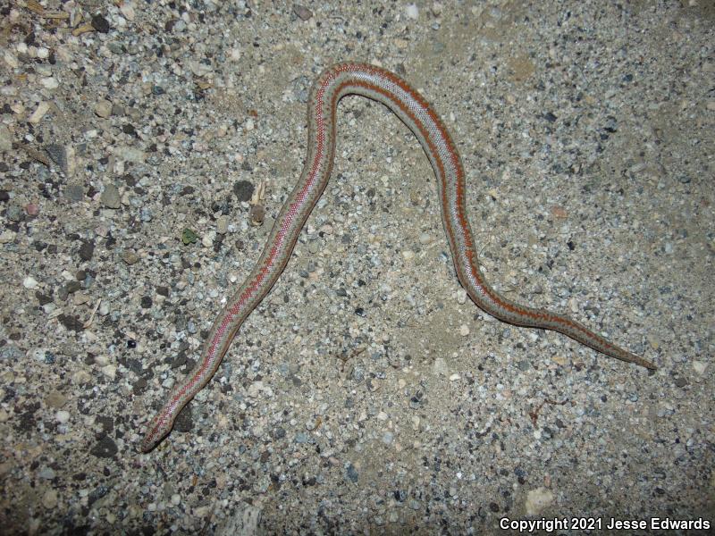 Desert Rosy Boa (Lichanura trivirgata gracia)