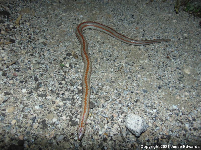 Desert Rosy Boa (Lichanura trivirgata gracia)