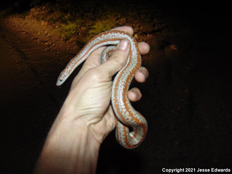 Desert Rosy Boa (Lichanura trivirgata gracia)