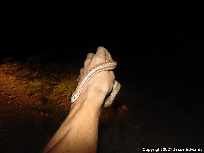 Desert Rosy Boa (Lichanura trivirgata gracia)