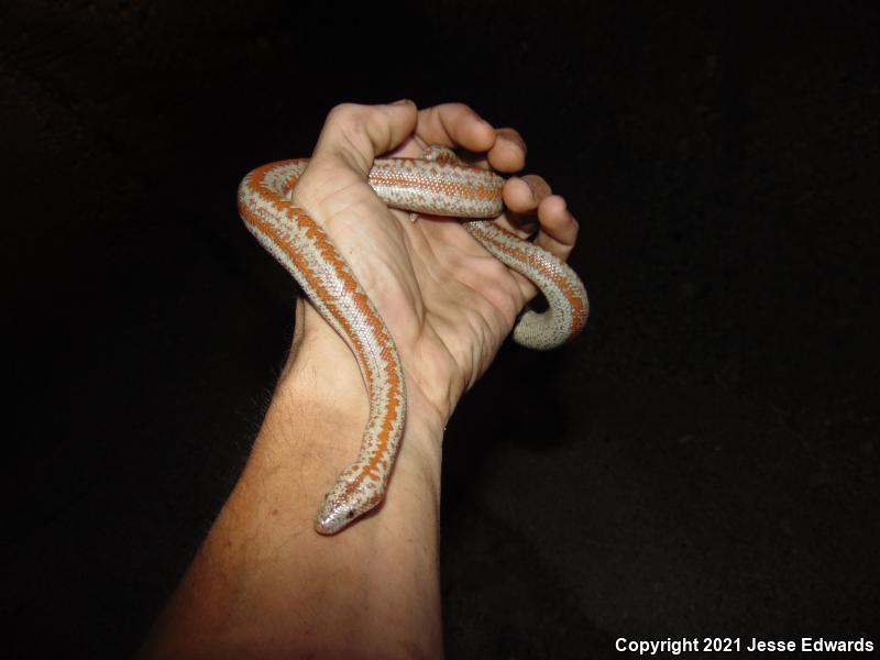 Desert Rosy Boa (Lichanura trivirgata gracia)