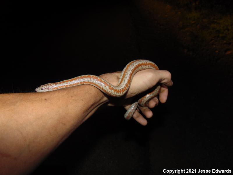 Desert Rosy Boa (Lichanura trivirgata gracia)