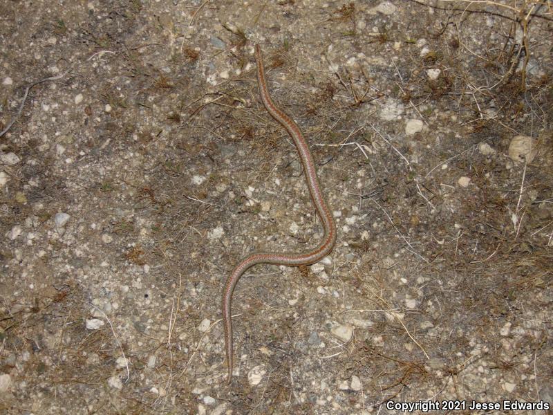 Desert Rosy Boa (Lichanura trivirgata gracia)