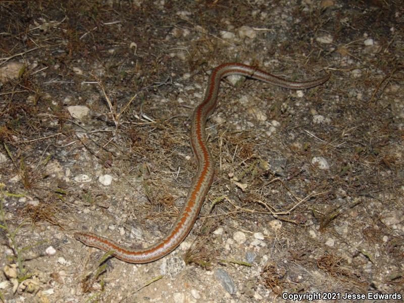 Desert Rosy Boa (Lichanura trivirgata gracia)