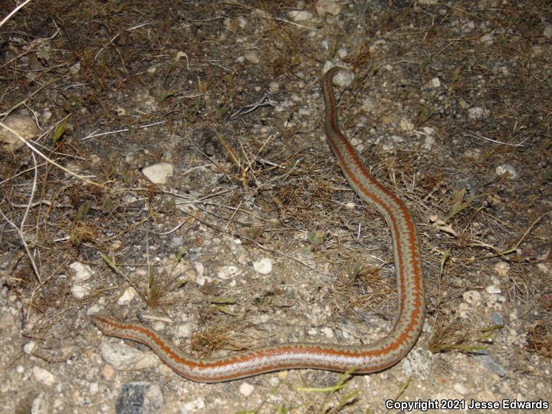 Desert Rosy Boa (Lichanura trivirgata gracia)