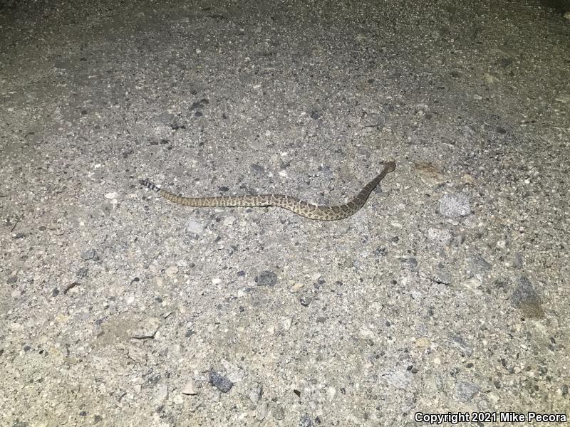 Red Diamond Rattlesnake (Crotalus ruber)